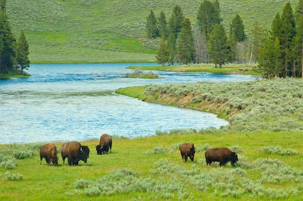 Yellowstone National Park information