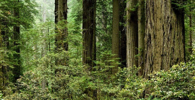 Redwood National & State Parks