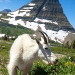 Glacier National Park picture