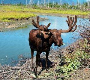 Moose in Rocky mountain