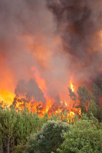 brush fire facts and information
