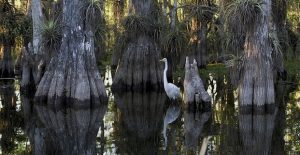 Everglades park Facts and information