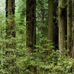 Redwood National park facts and information