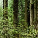 Redwood National park facts and information