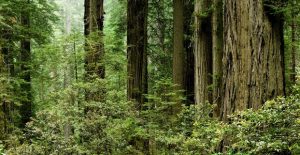 Redwood National park facts and information