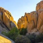 Joshua Tree National Park facts and information