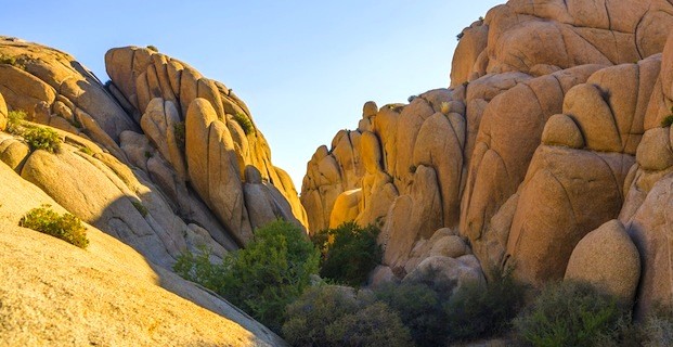 Joshua Tree National Park facts and information