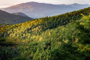 Top 10 Countries with Largest Forest Area Land in the World