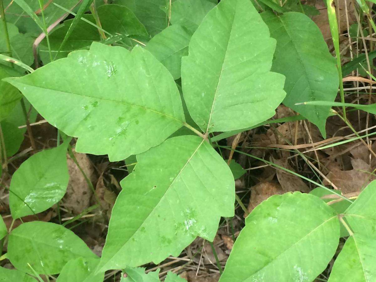 How to Identify Poison Ivy - Basic Planet