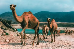 Transportation-Risks-in-Oman-LOW-to-MEDIUM